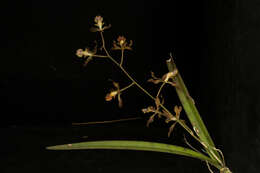 Image of Encyclia adenocarpa (Lex.) Schltr.