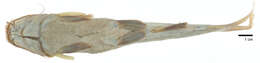 Image of Box sea catfish