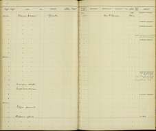 Pachyramphus aglaiae yucatanensis (Ridgway 1906) resmi