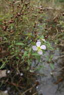 Imagem de Rhexia mariana var. exalbida Michx.