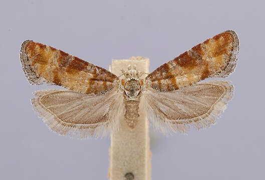 Image of Nantucket Pine Tip Moth