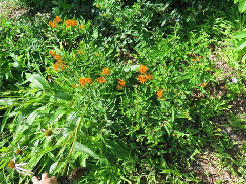 Image of butterfly milkweed