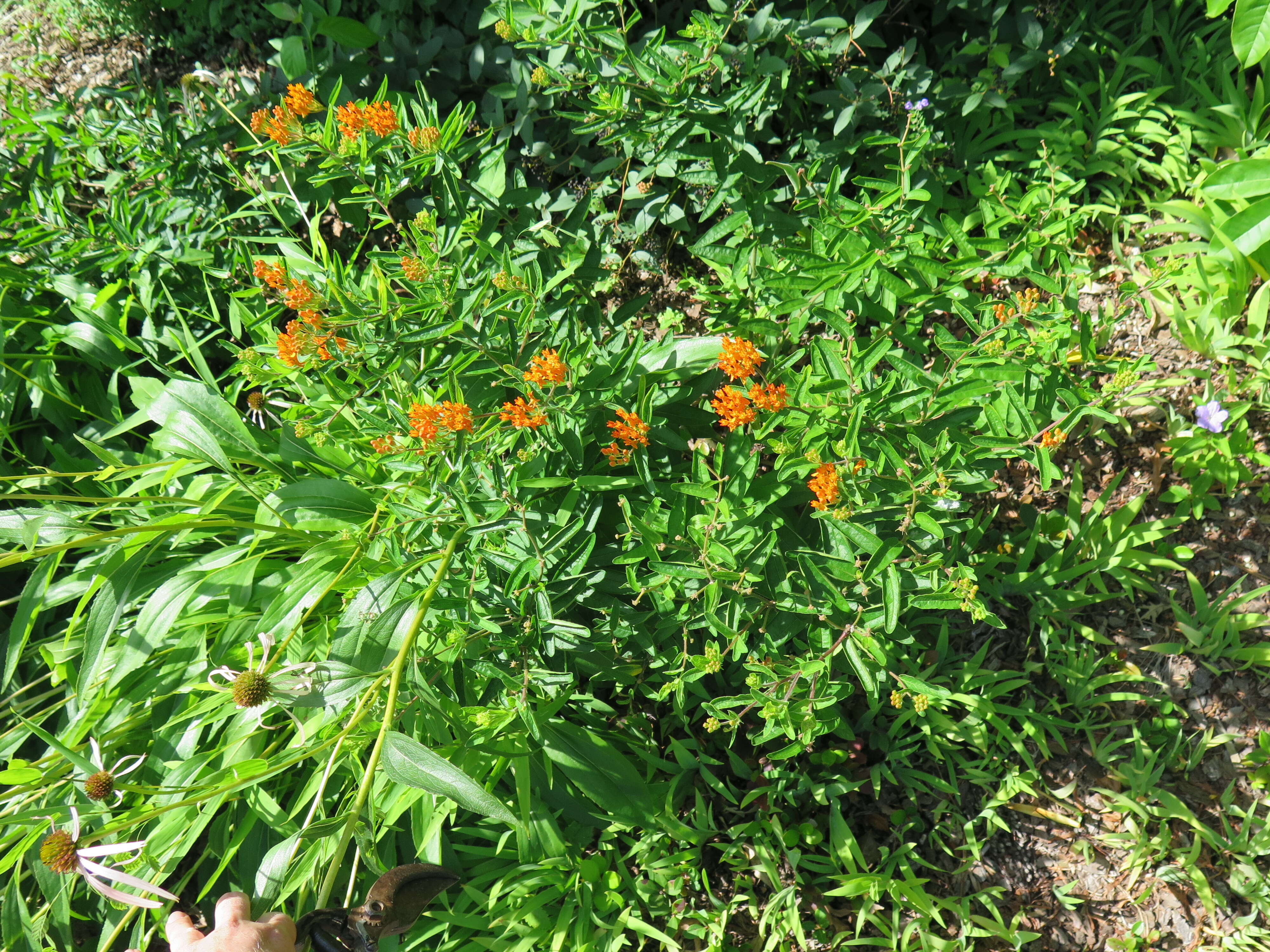 Imagem de Asclepias tuberosa L.