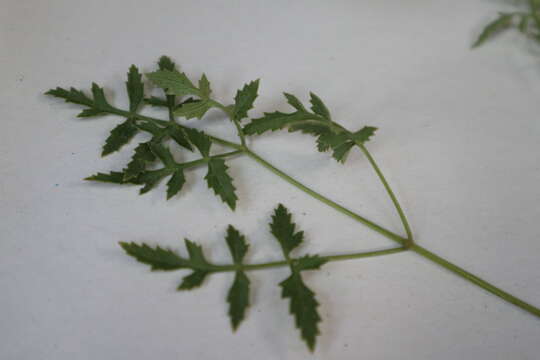 Image of coastal plain angelica