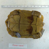 Image of Egyptian Tortoise