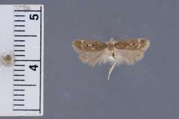 صورة Bryotropha gemella Rutten & Karsholt 2004