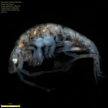 Image of Amphipoda