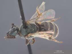 Image of Halictus