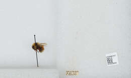 Image de Bombus sylvicola Kirby 1837