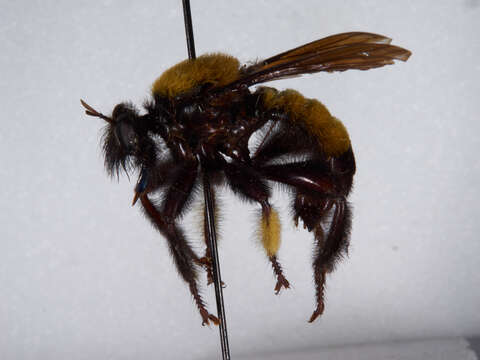 Image of Laphria macquarti (Banks 1917)