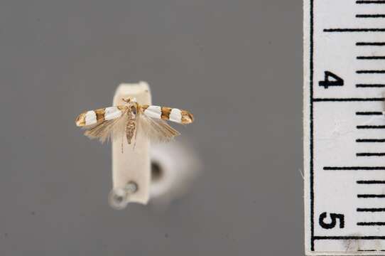 Image of Zelosyne poecilosoma Walsingham 1911