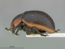 Image of Chrysomela Linnaeus 1758