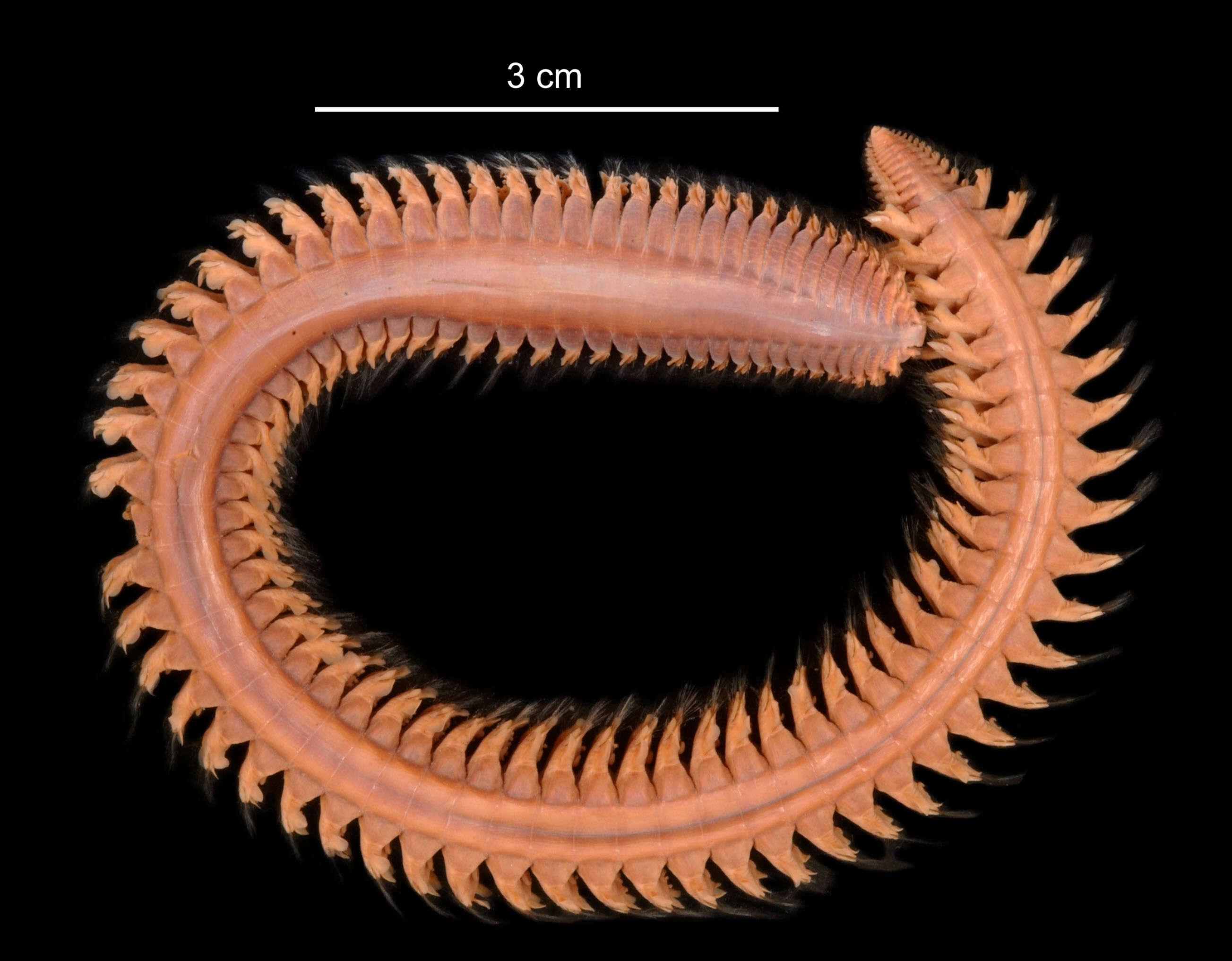 Aglaophamus ornatus Hartman 1967 resmi