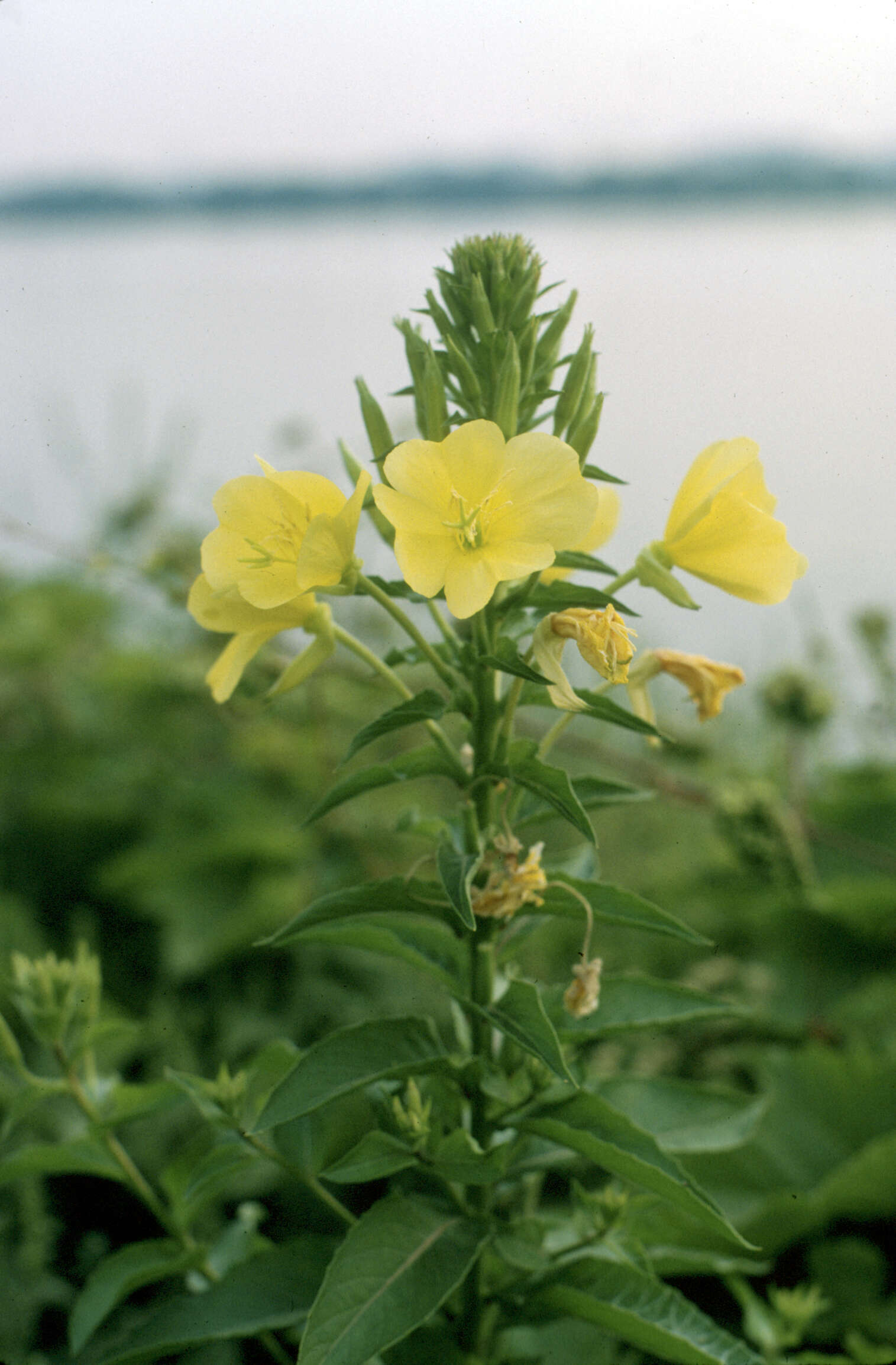 Imagem de Oenothera biennis L.