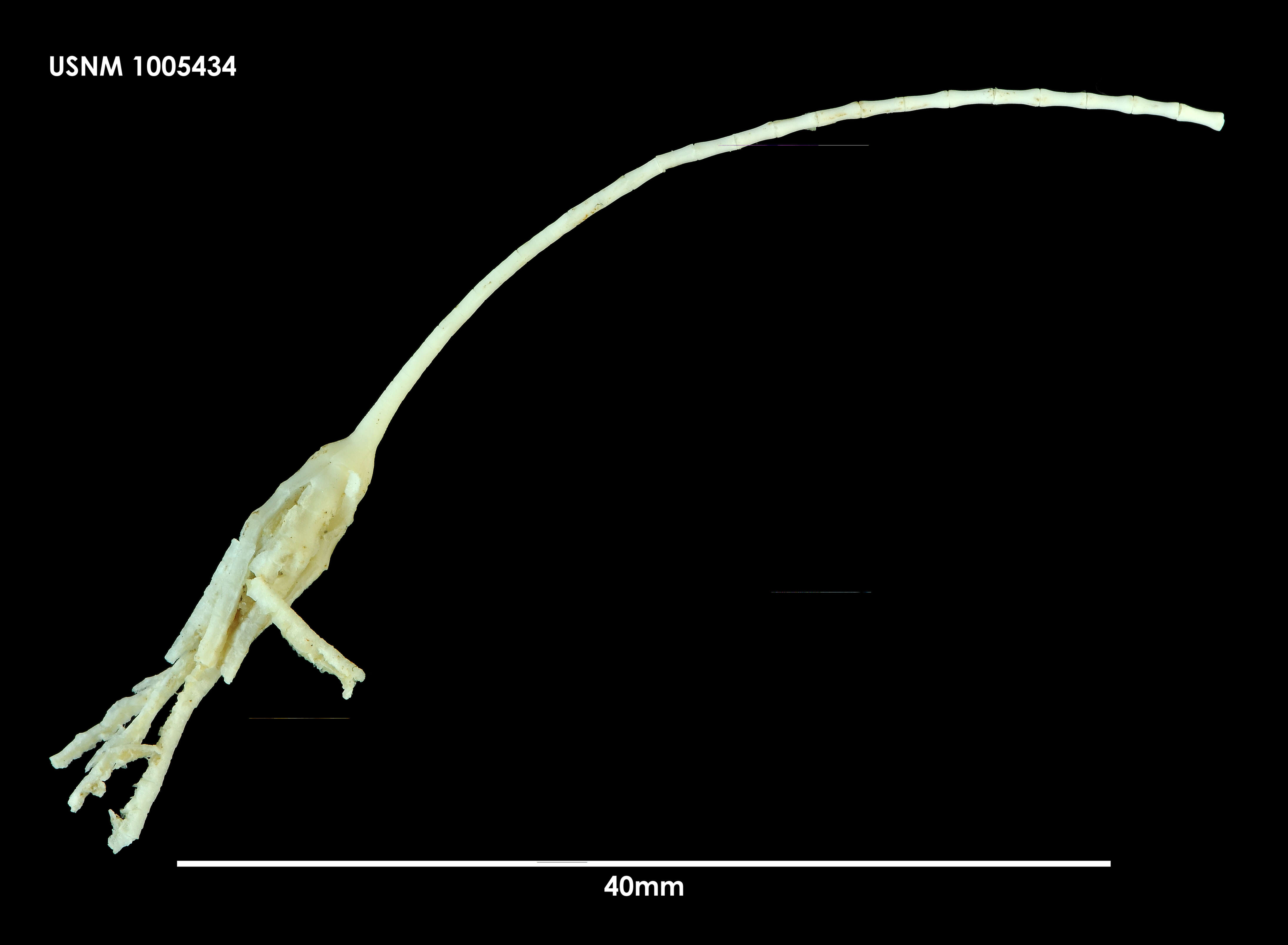 Image of Bathycrinus australis AH Clark 1907