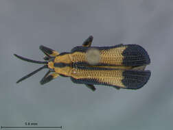 Image of Xenochalepus (Neochalepus) hespenheidei Staines 2000