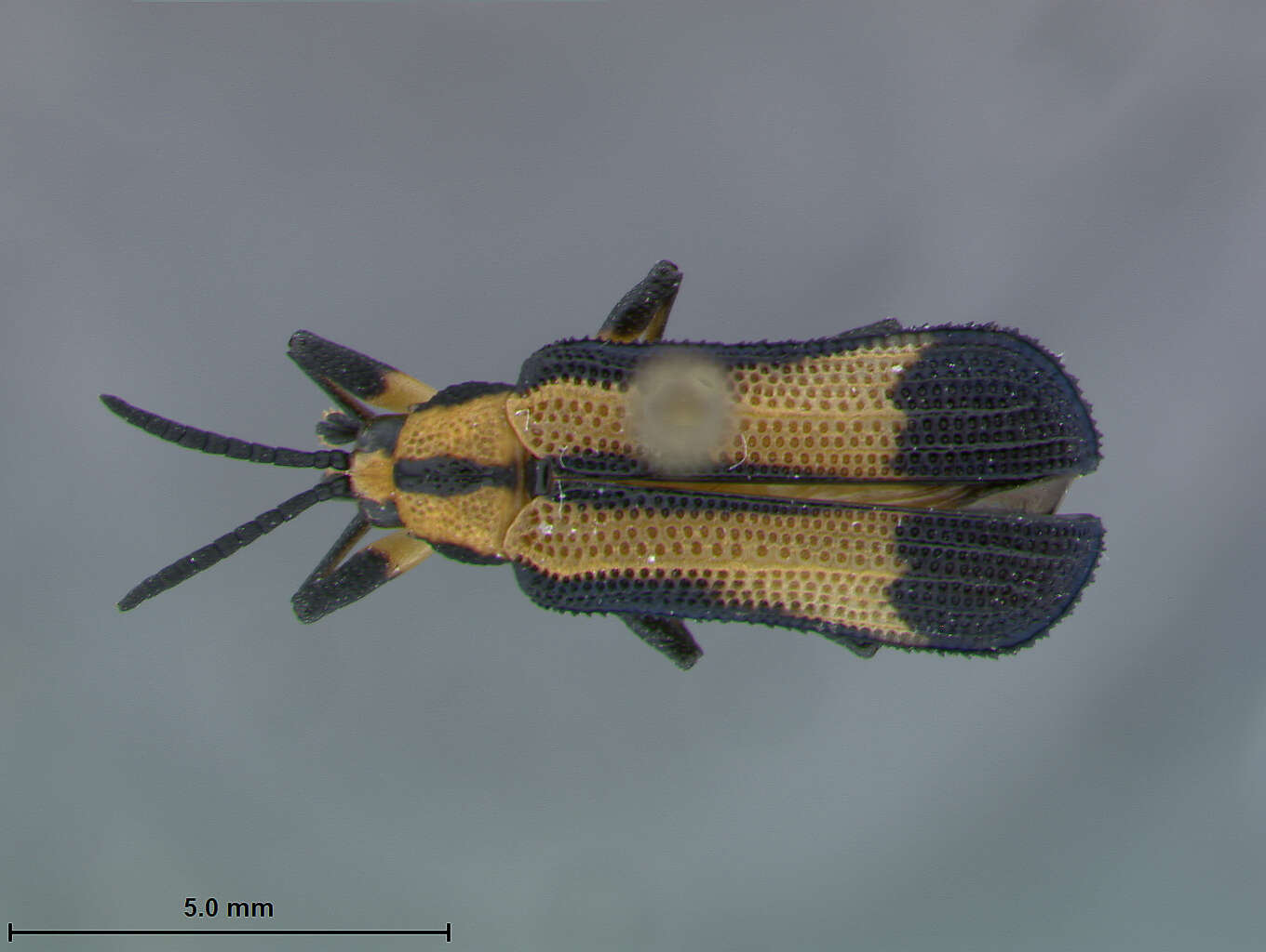 Xenochalepus (Neochalepus) hespenheidei Staines 2000 resmi