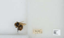 Image de Bombus sylvicola Kirby 1837