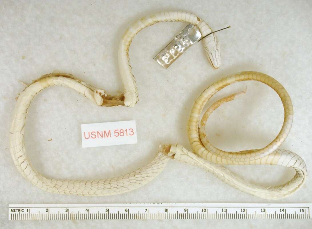 Image of Wagler's Puffing Snake