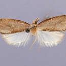 Image of Oregocerata Razowski 1988