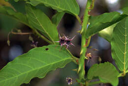 Image of Byttneria rhamnifolia Benth.