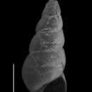 Image of Odostomia virginica Henderson & Bartsch 1914