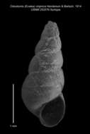 Sivun Odostomia virginica Henderson & Bartsch 1914 kuva