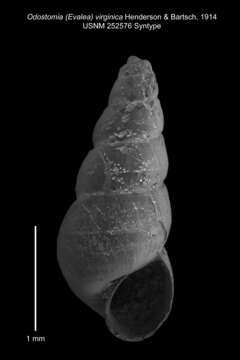 Odostomia virginica Henderson & Bartsch 1914 resmi