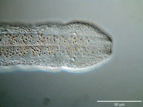 Image of Cephalodasys interinsularis Kieneke, Schmidt-Rhaesa & Hochberg 2015