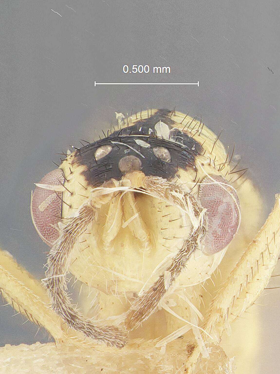 Слика од Megastigmus nigrodorsatus Milliron