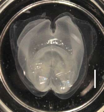 Sivun Apolemia lanosa Siebert, Pugh, Haddock & Dunn 2013 kuva