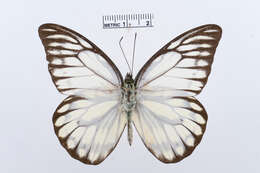 Image of Prioneris thestylis (Doubleday 1842)