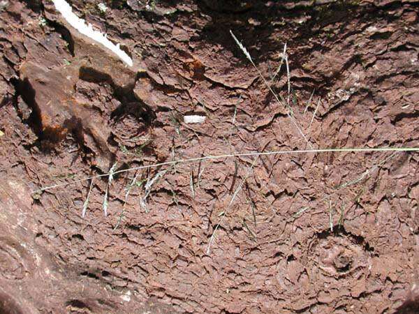 Image de Eragrostis tenuifolia (A. Rich.) Hochst. ex Steud.