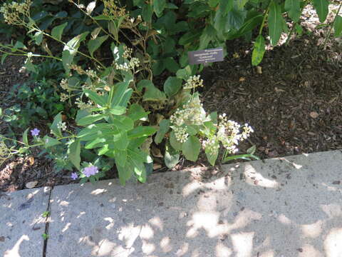 Image of American feverfew