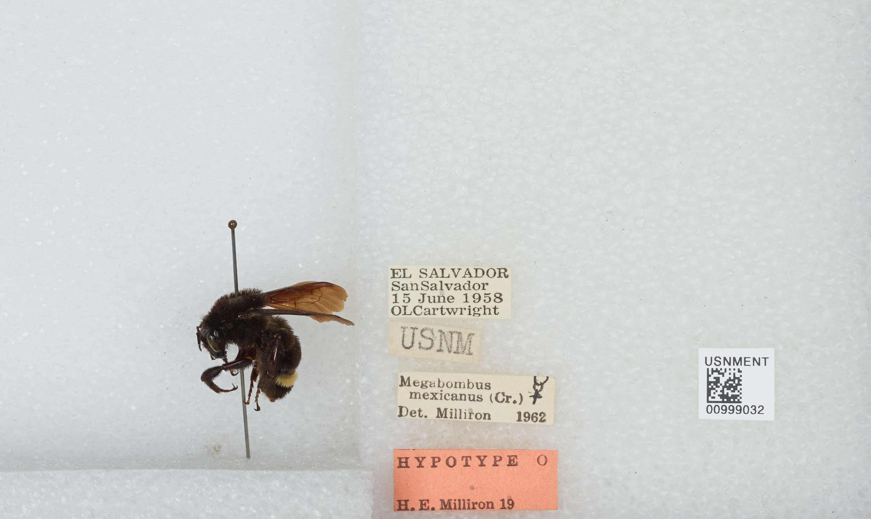 Imagem de Bombus mexicanus Cresson 1879