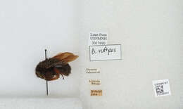 Image of Bombus rufipes Lepeletier 1836