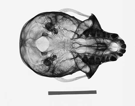 Plancia ëd Chlorocebus pygerythrus pygerythrus (F. Cuvier 1821)