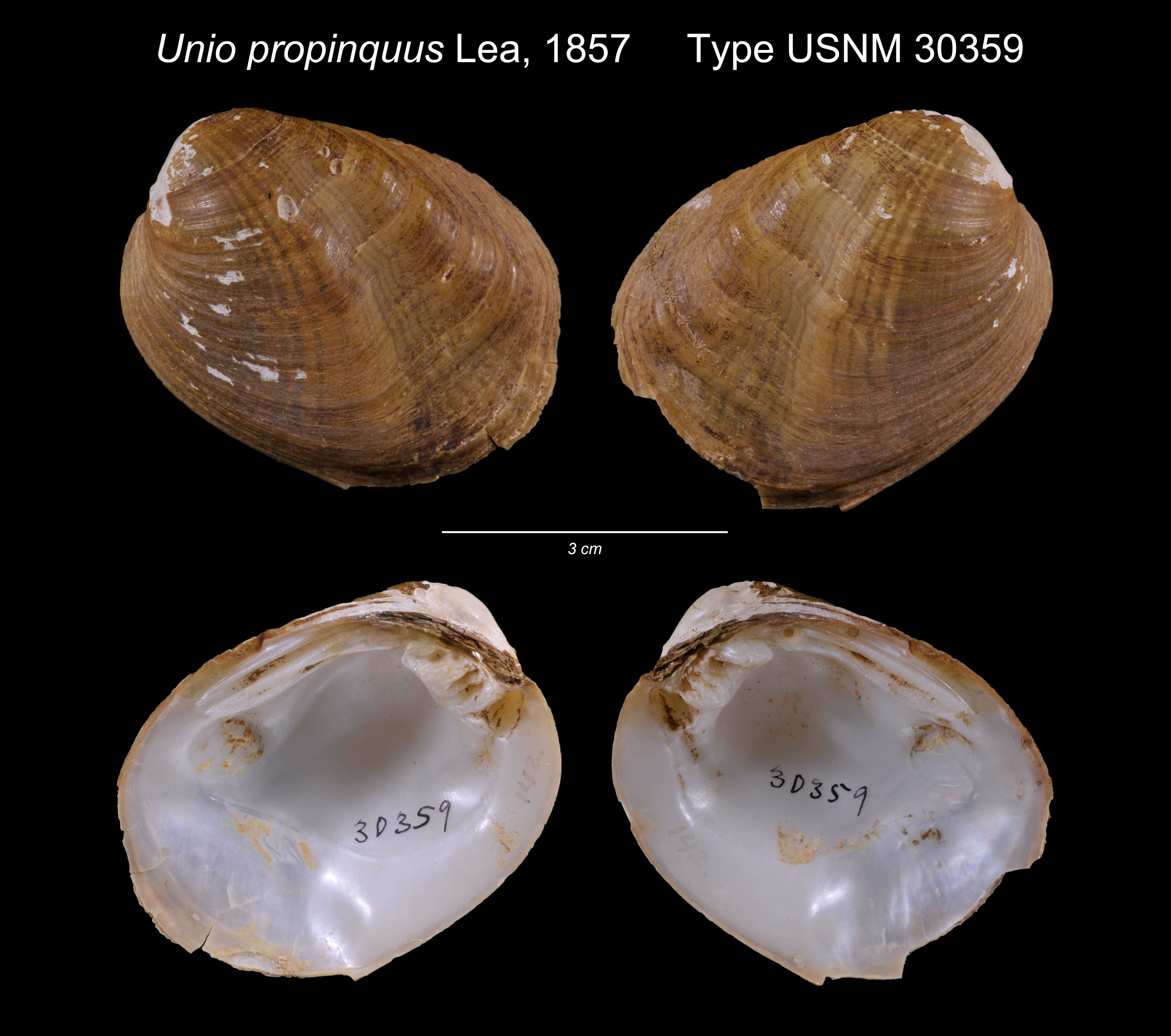 Image of Unio propinquus I. Lea 1857