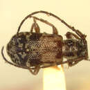 Image de Miaenia (Sibuyomiaenia) sibuyanensis (Fisher 1925)