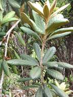 Image de Pittosporum gayanum Rock