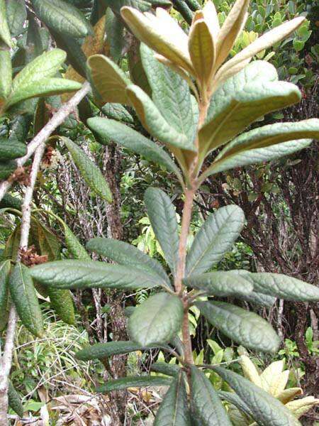 Image de Pittosporum gayanum Rock