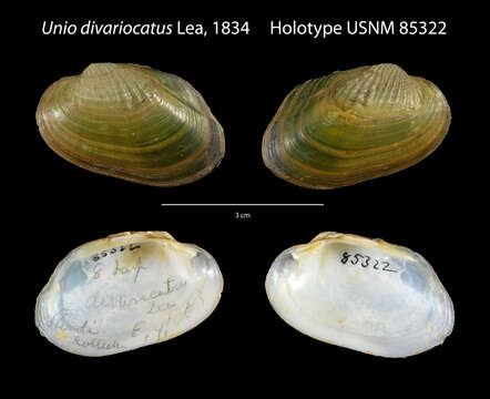 Unio divaricatus resmi