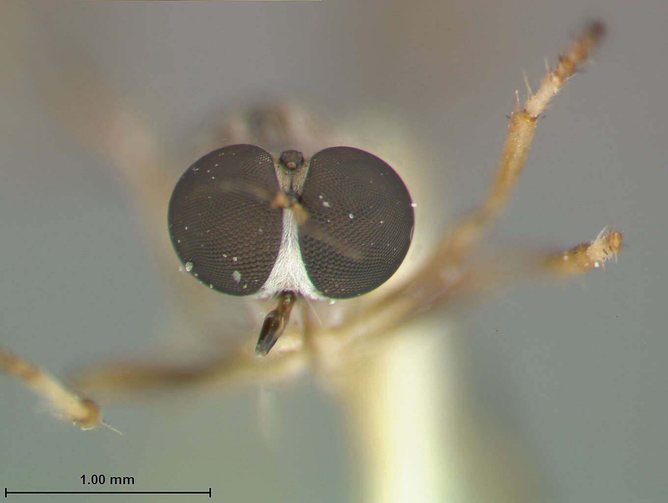 Image of Beameromyia graminicola Farr 1963