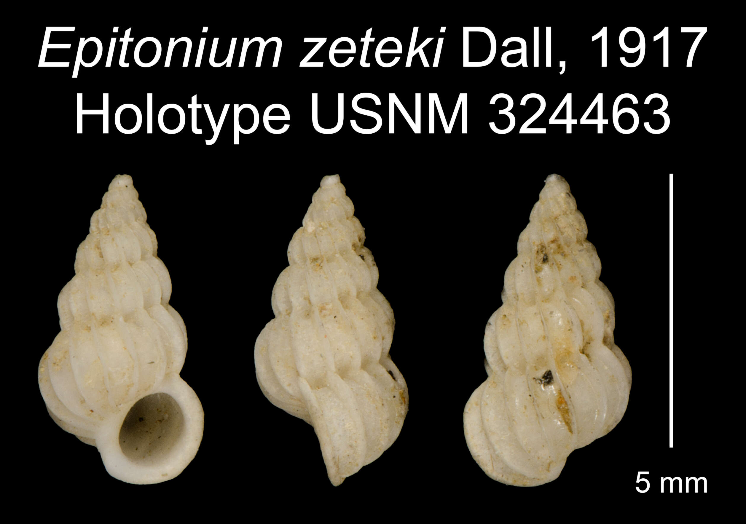 Image of Epitonium zeteki Dall 1917