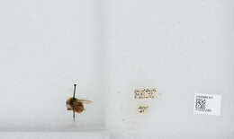 Image de Bombus sylvicola Kirby 1837