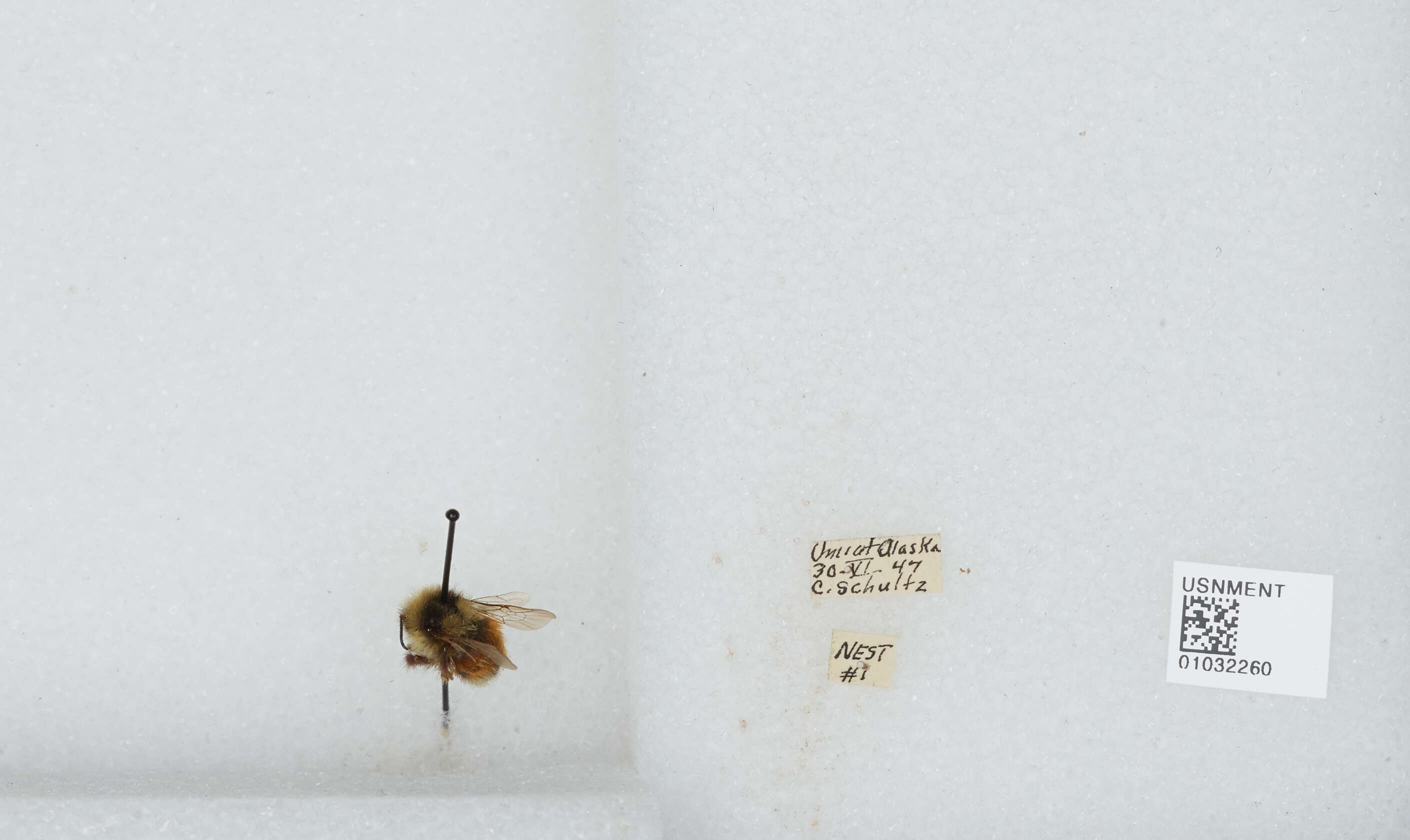 Image de Bombus sylvicola Kirby 1837