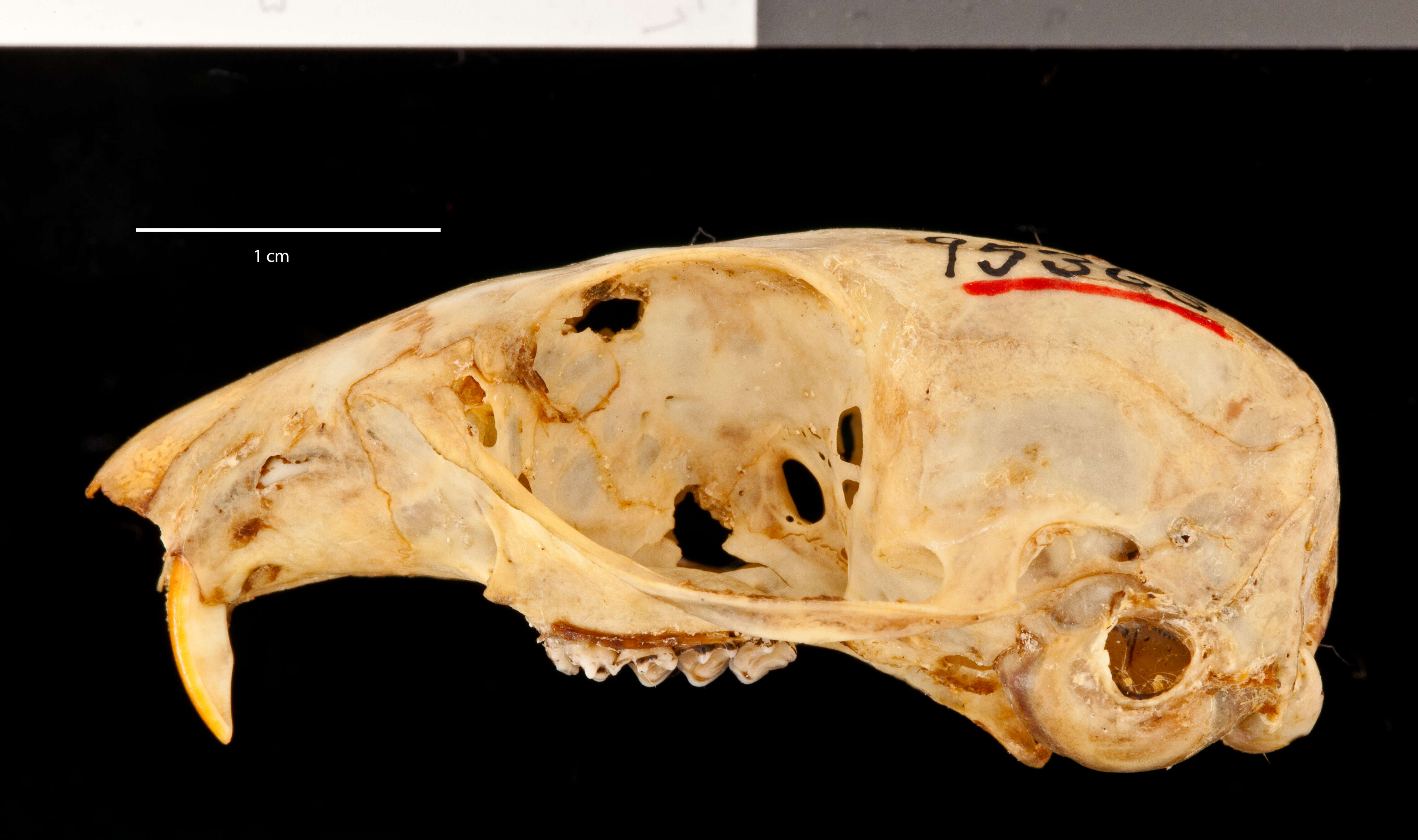 Callospermophilus madrensis (Merriam 1901) resmi