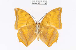 Imagem de Charaxes marmax Westwood 1848