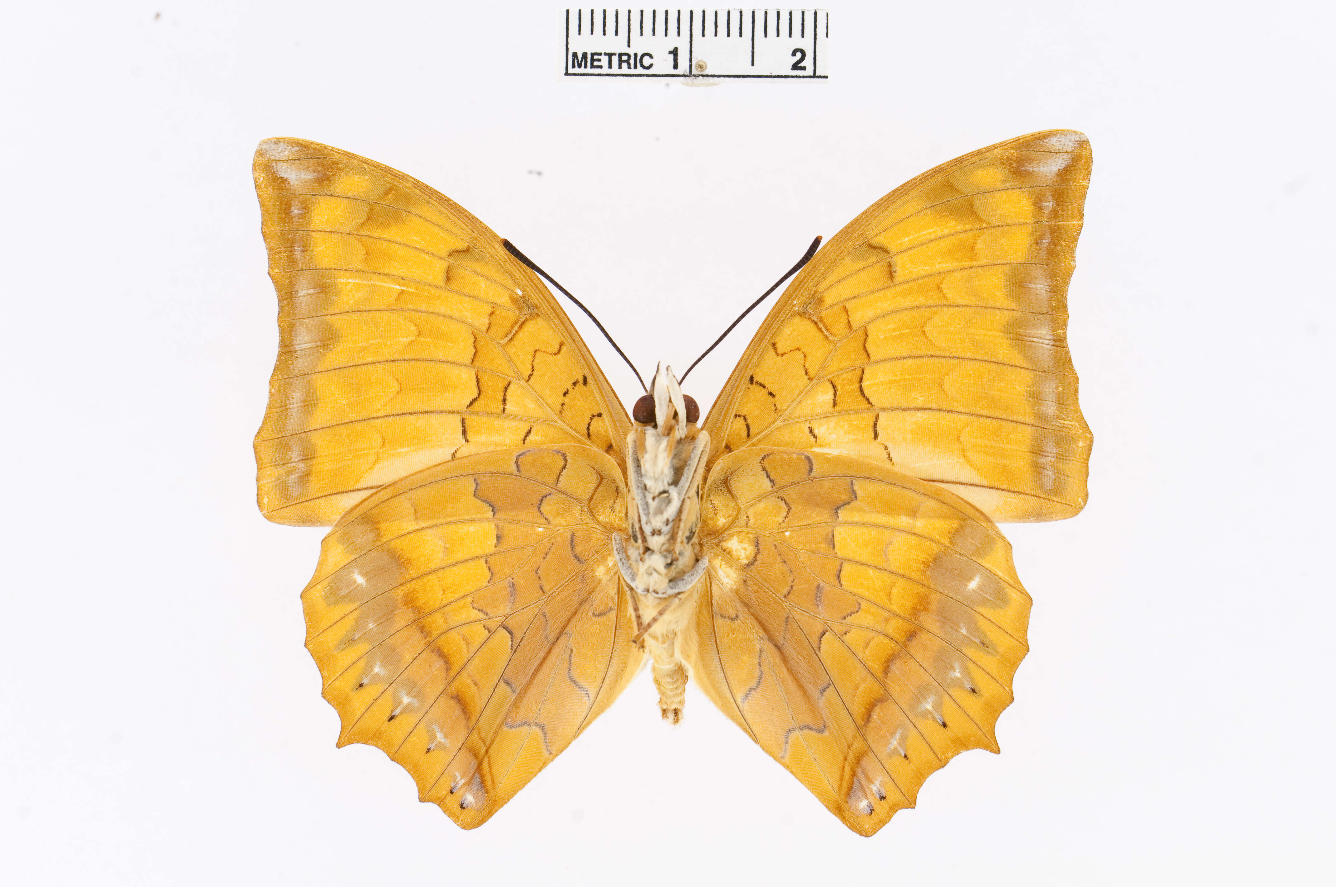 Imagem de Charaxes marmax Westwood 1848