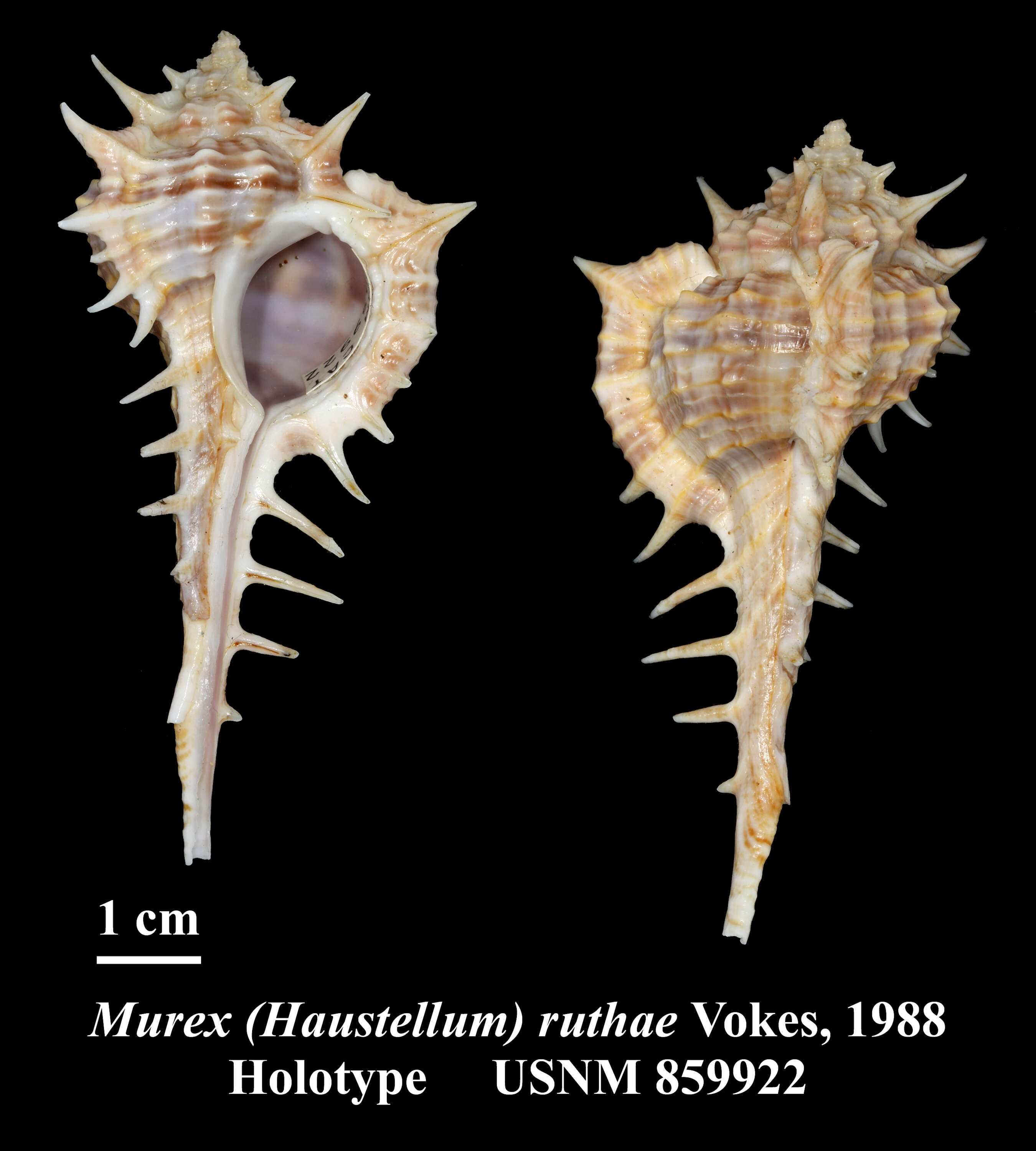 Image of Vokesimurex ruthae (Vokes 1988)